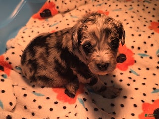 Mixed Breed dogs Merle - Ad 13