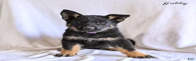 Gabby