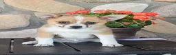 Pomchi dogs for sale:  1 - Ad 3