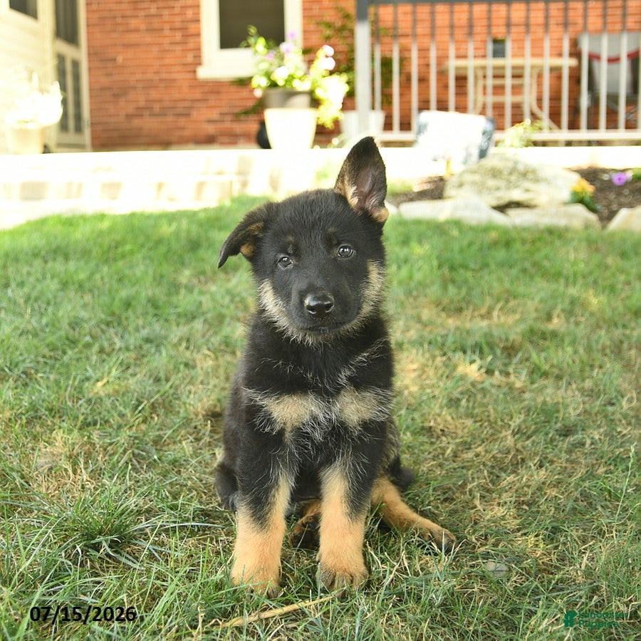 German Shepherd dogs Titan  - Ad 1