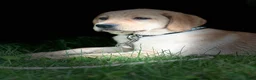 Labrador Retriever dogs for sale: Labrador Retriever 1 - Ad 3