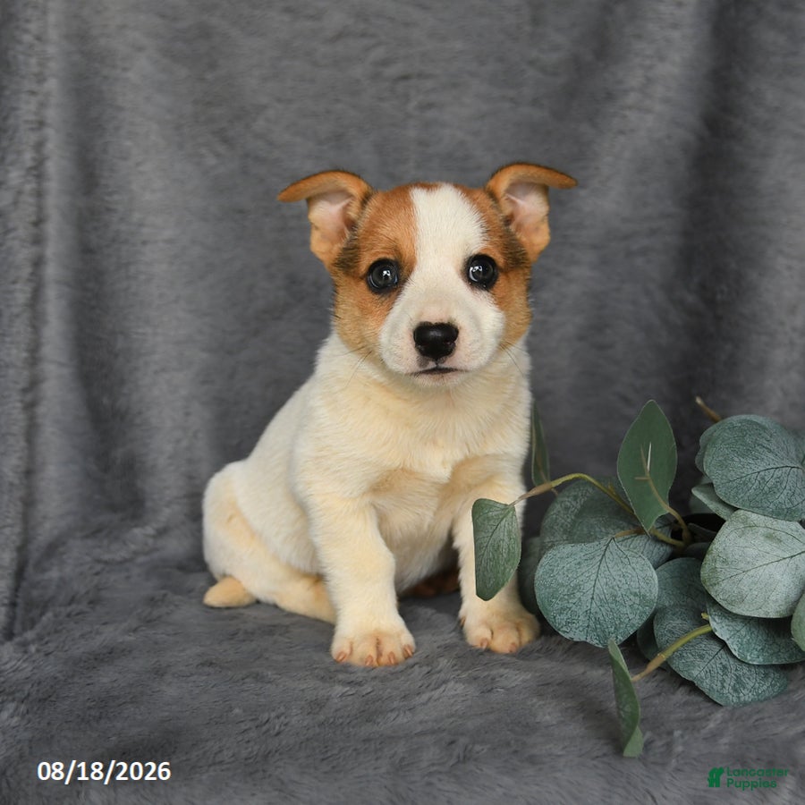 Mixed Breed dogs Rusty - Ad 1