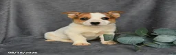 Mixed Breed dogs for sale: Rusty - Ad 1