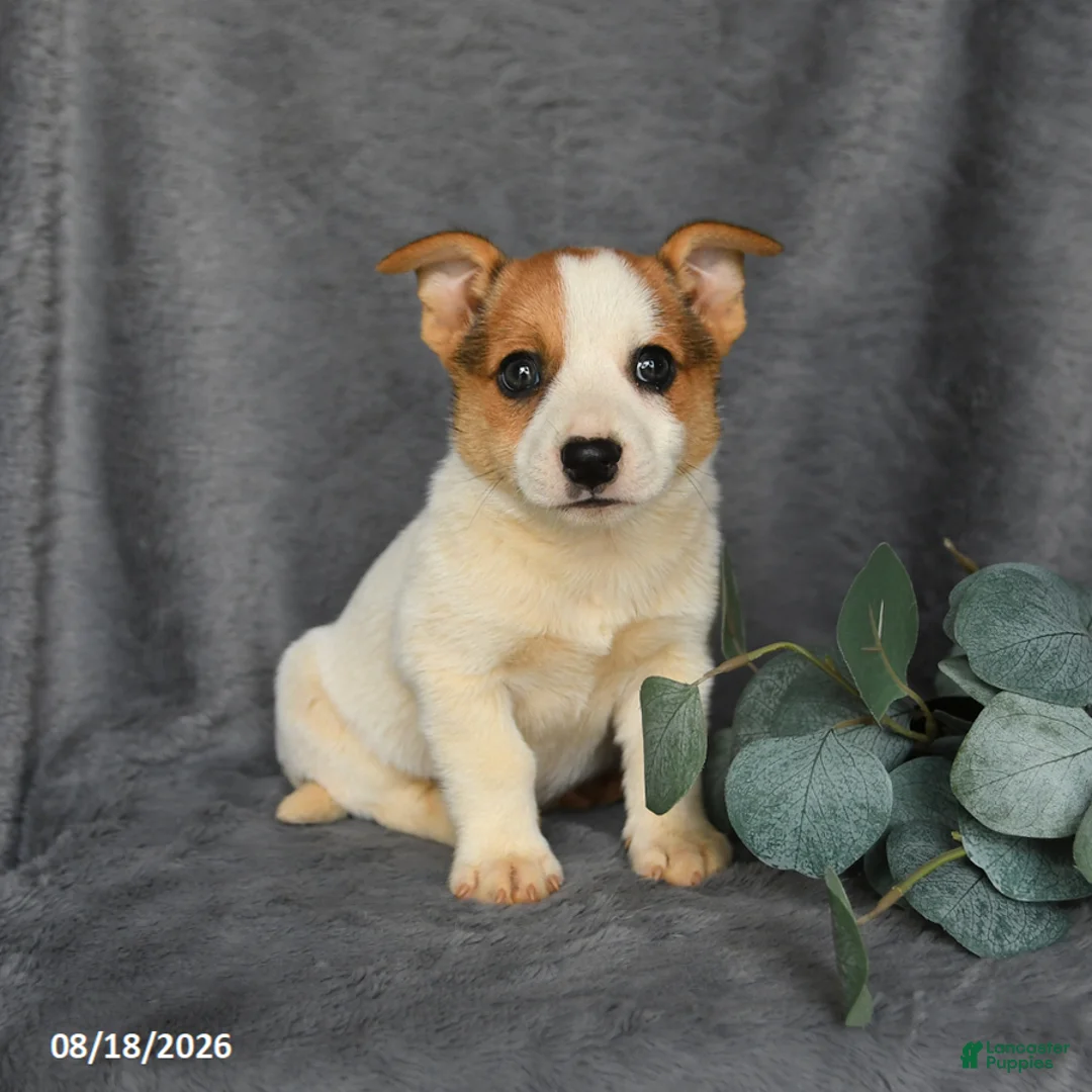 Mixed Breed dogs for sale: Rusty - Ad 1