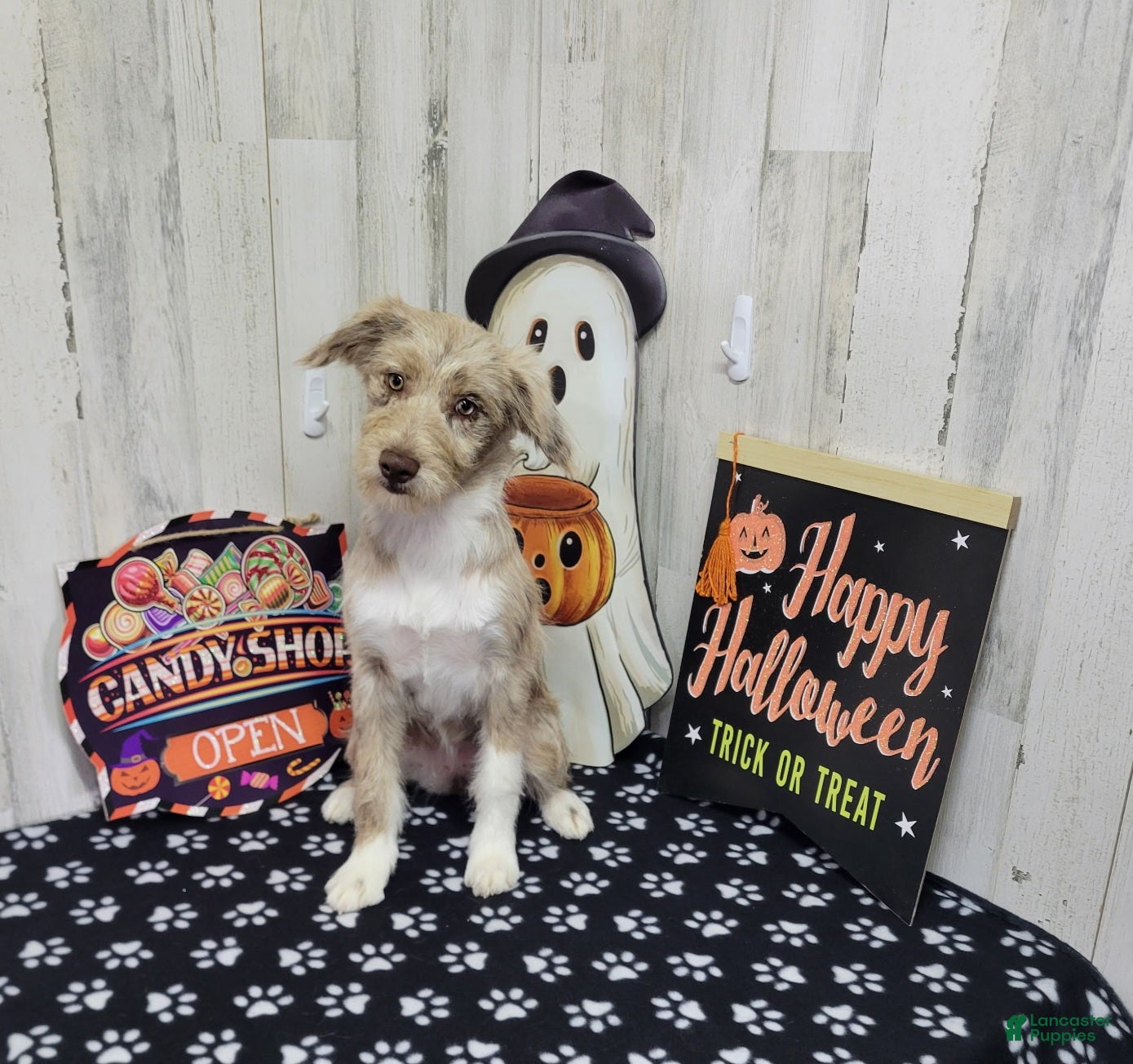 Mini Aussiedoodle dogs for sale: F1 Strawberry - Ad 2