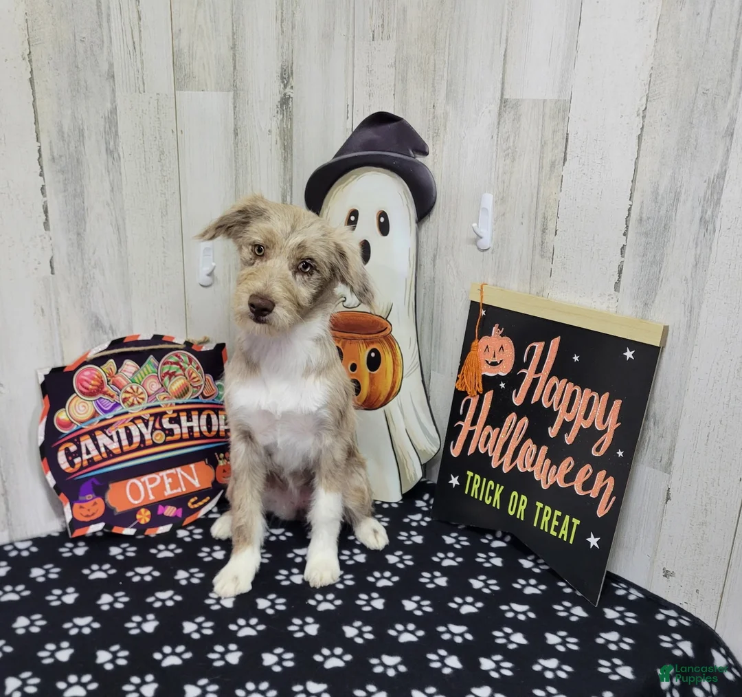 Mini Aussiedoodle dogs for sale: F1 Strawberry - Ad 1