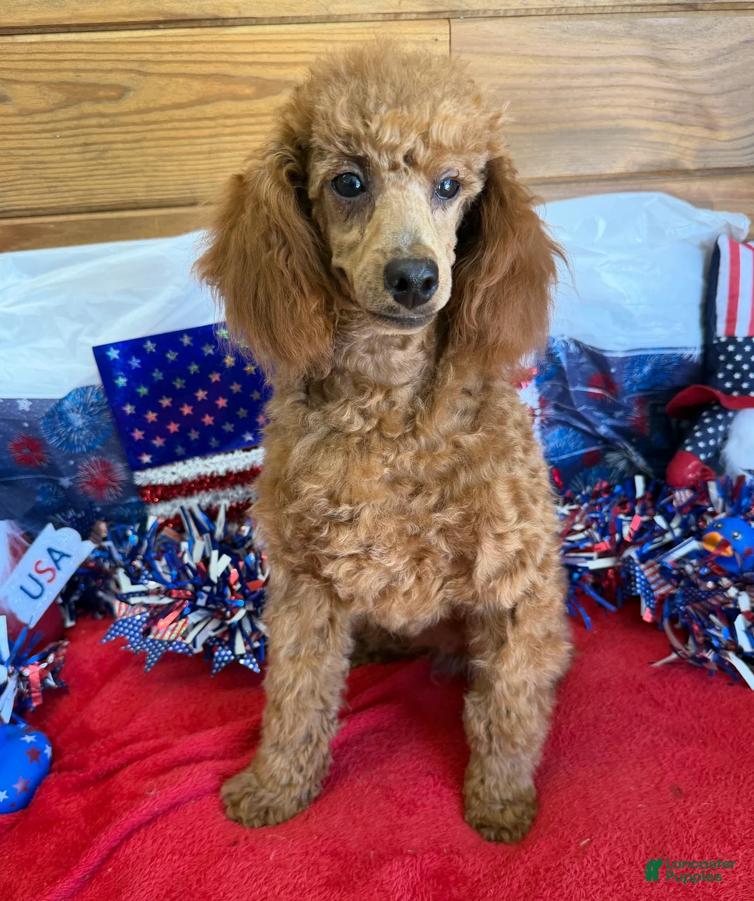 Toy Poodle dogs for sale: Prissy - Ad 4