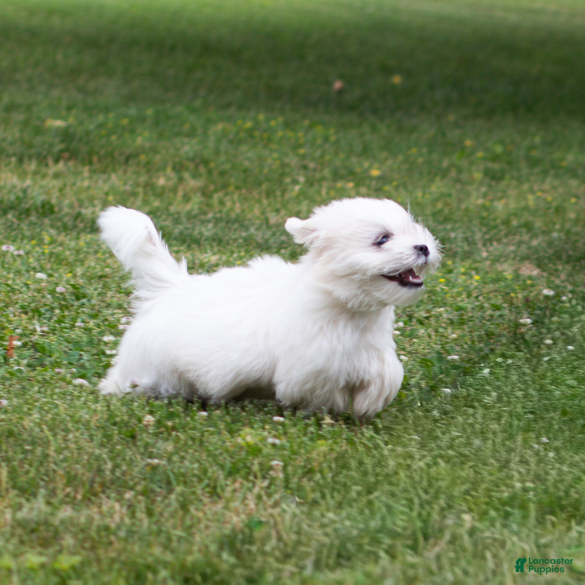 Maltese dogs Millie Maltese Puppy  - Ad 2