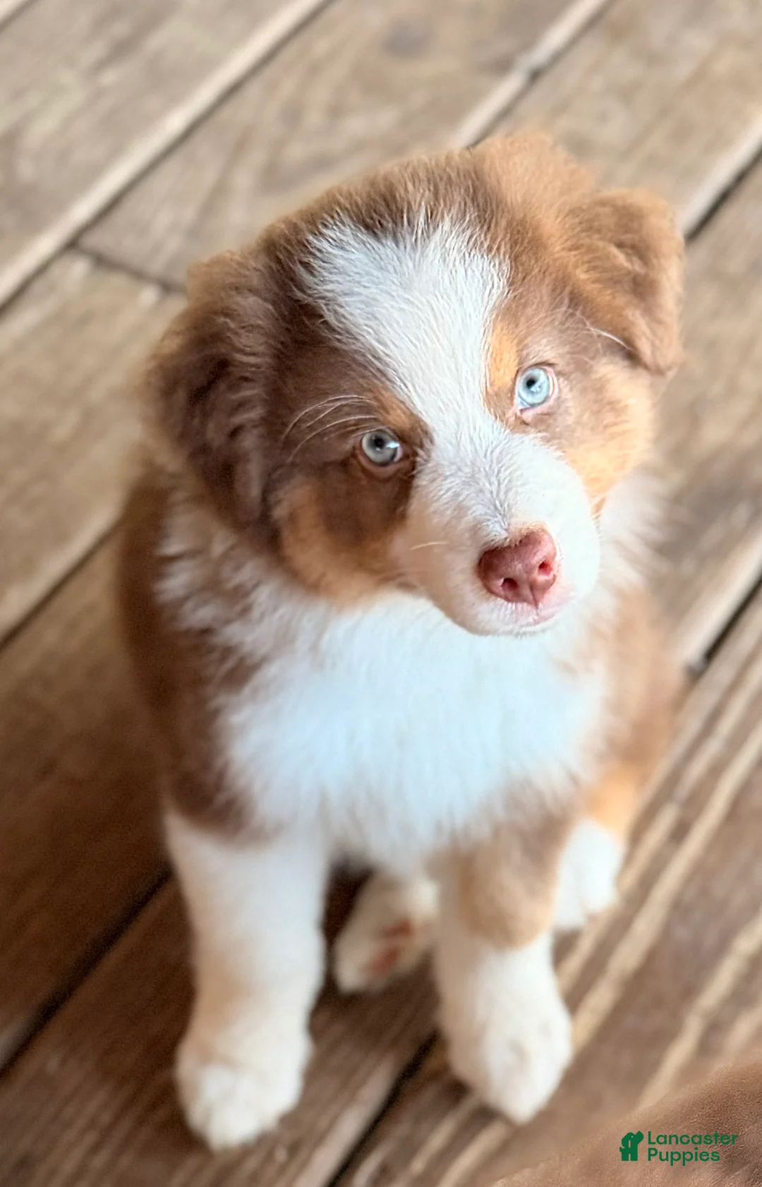 Australian Shepherd dogs for sale: AKC 6 Candy - Ad 2
