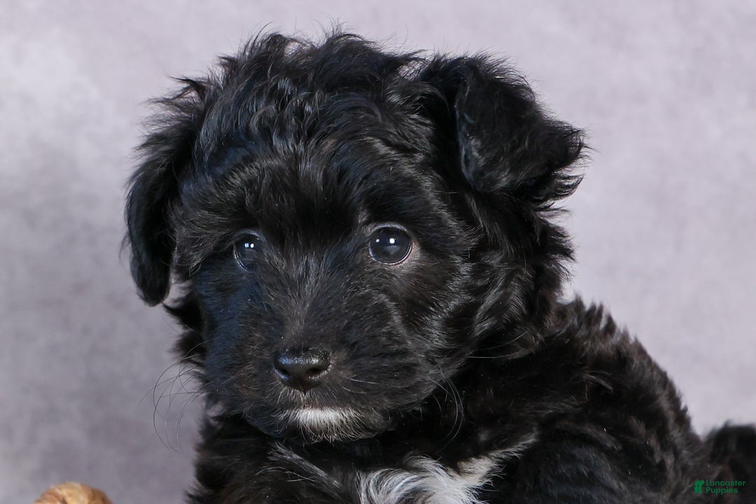 Mini Aussiedoodle dogs for sale: Kit Kat - Ad 6