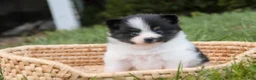 Pomeranian dogs for sale: Artemis Pomeranian  - Ad 5
