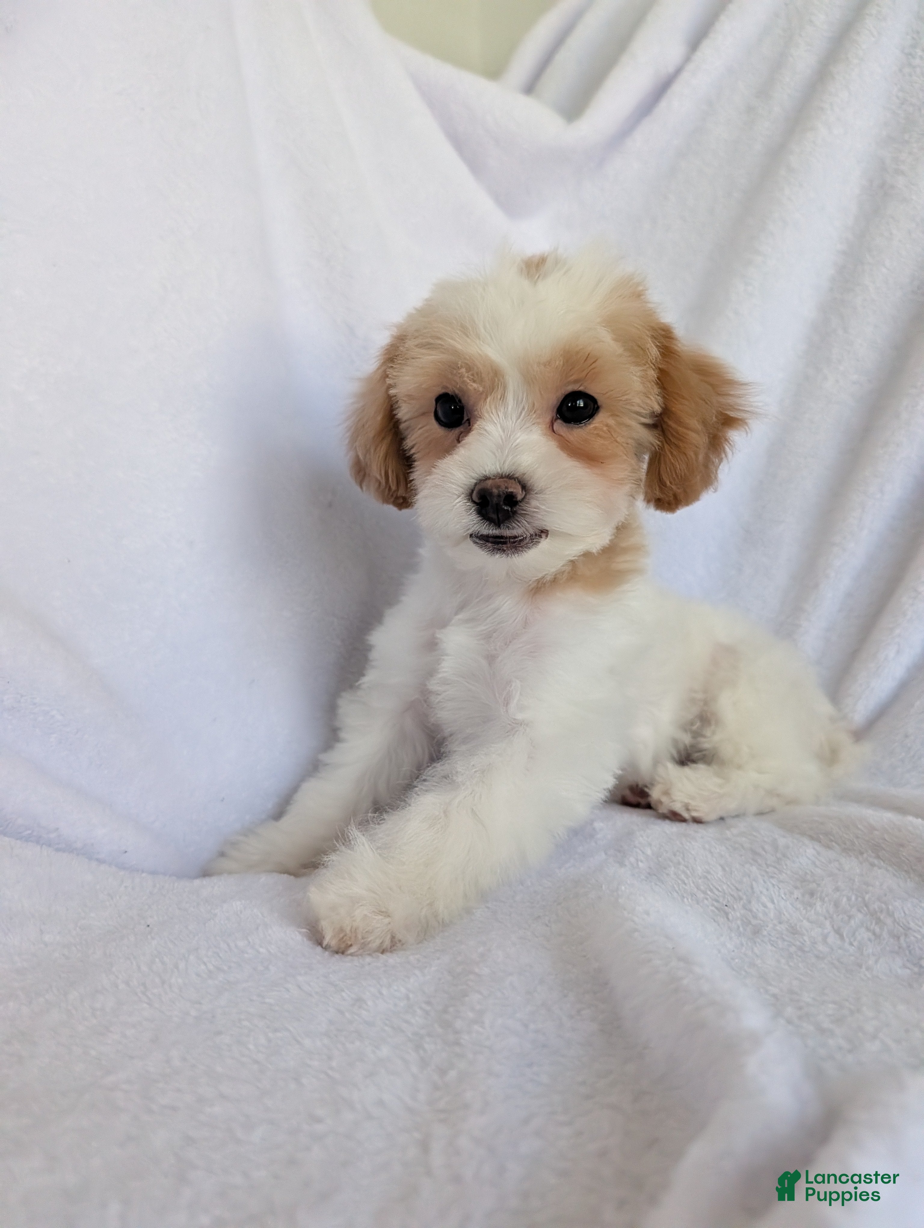 Bichpoo dogs River - Ad 2