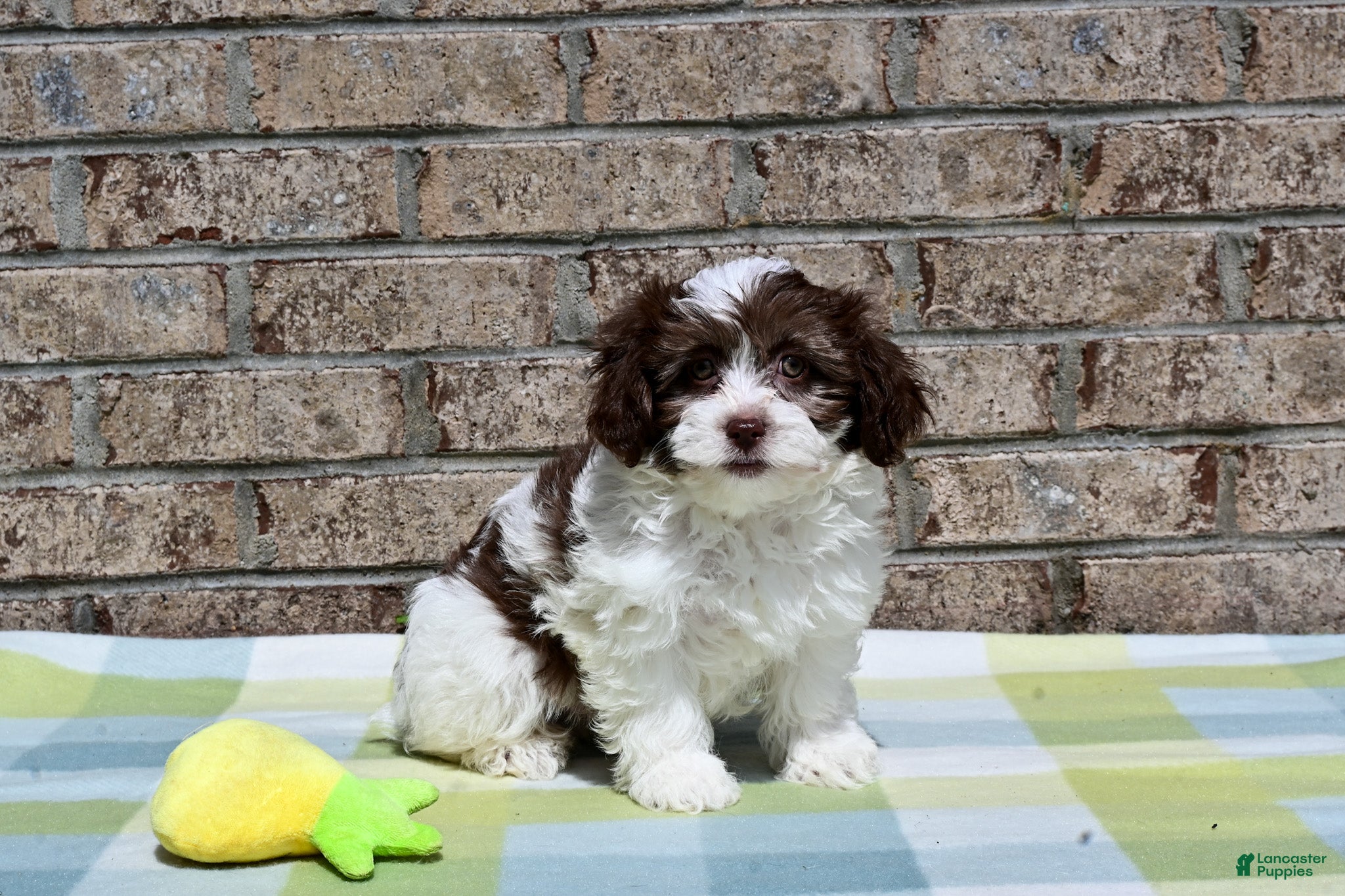 Havapoo dogs Havapoo Johnny - Ad 2