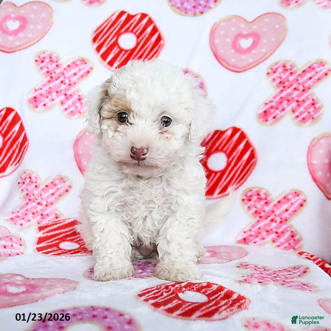 Toy Poodle dogs for sale: Snickers - Ad 4