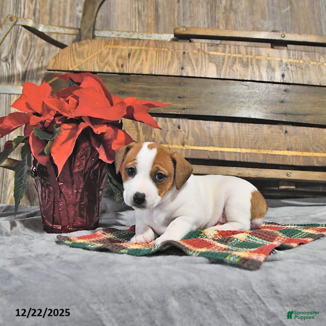 Jack Russell Terrier dogs for sale: Trudy - Ad 2
