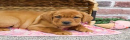 Labrador Retriever dogs for sale: Scarlet  - Ad 6