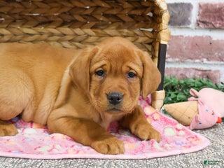 Labrador Retriever dogs Scarlet - Ad 31