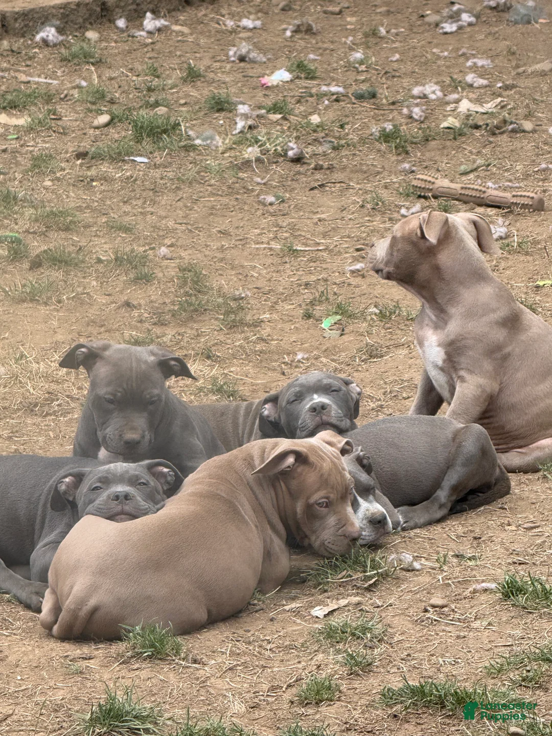 American Bully dogs for sale: Paige - Ad 2