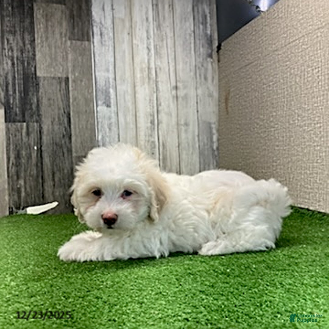 Maltipoo dogs for sale: Megan - Ad 2