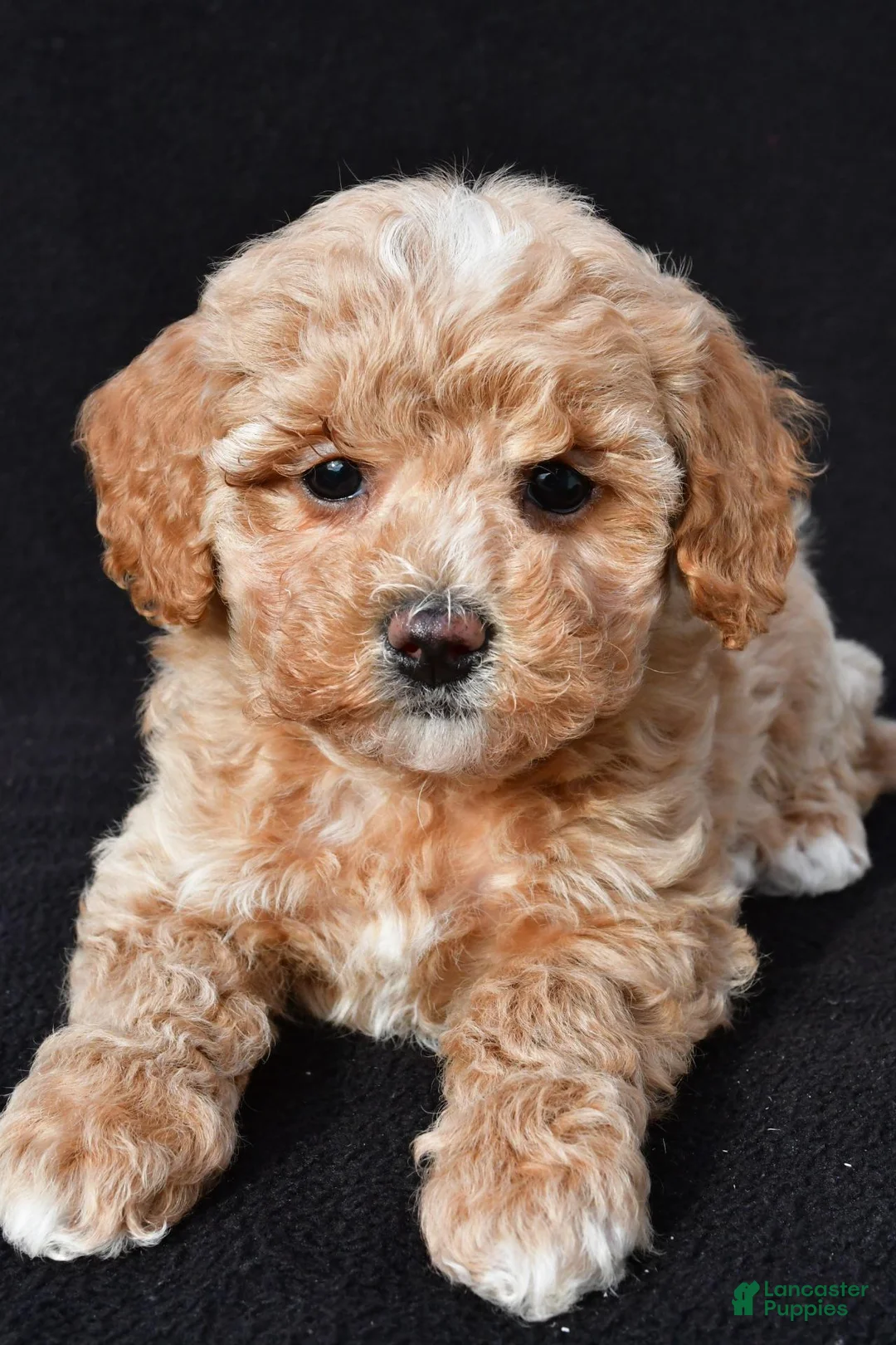 Maltipoo dogs for sale: Gracie - Ad 1