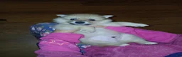 Pomeranian dogs for sale: Elsa  - Ad 10