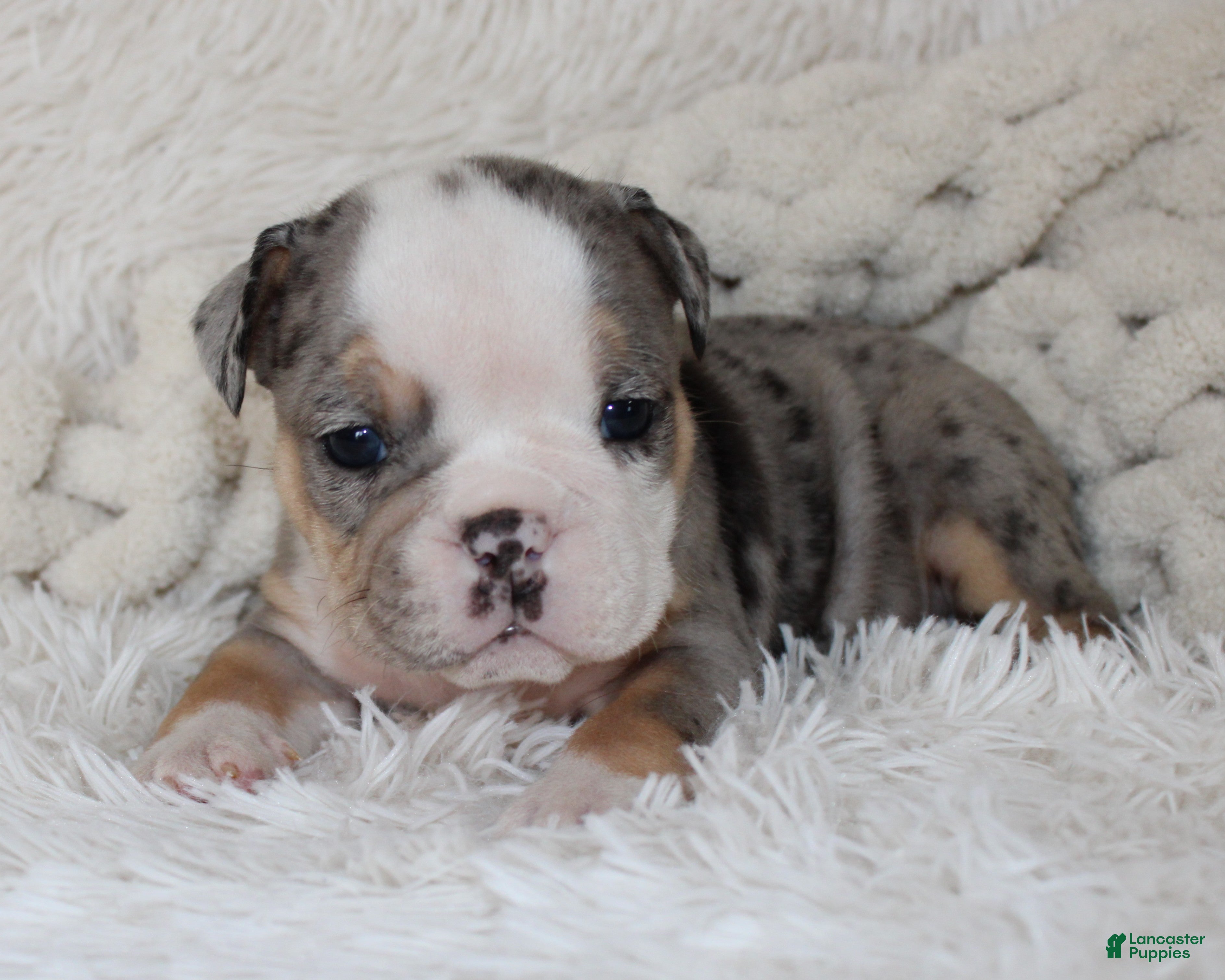 English Bulldog dogs Nora - Ad 1