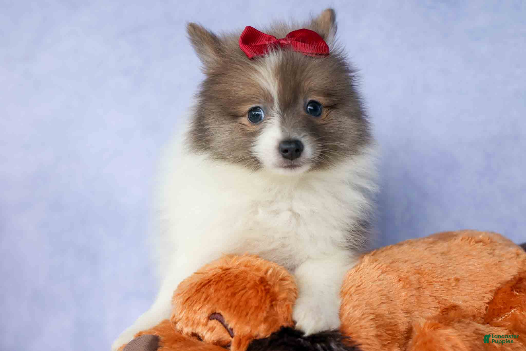 Pomeranian dogs Everest🐾 - Ad 2