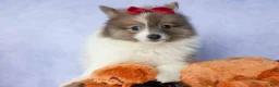 Pomeranian dogs for sale: Everest🐾 - Ad 2