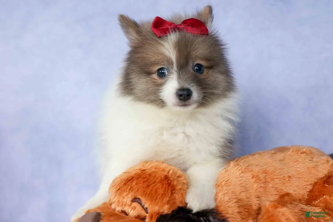 Pomeranian dogs for sale: Everest🐾 - Ad 2