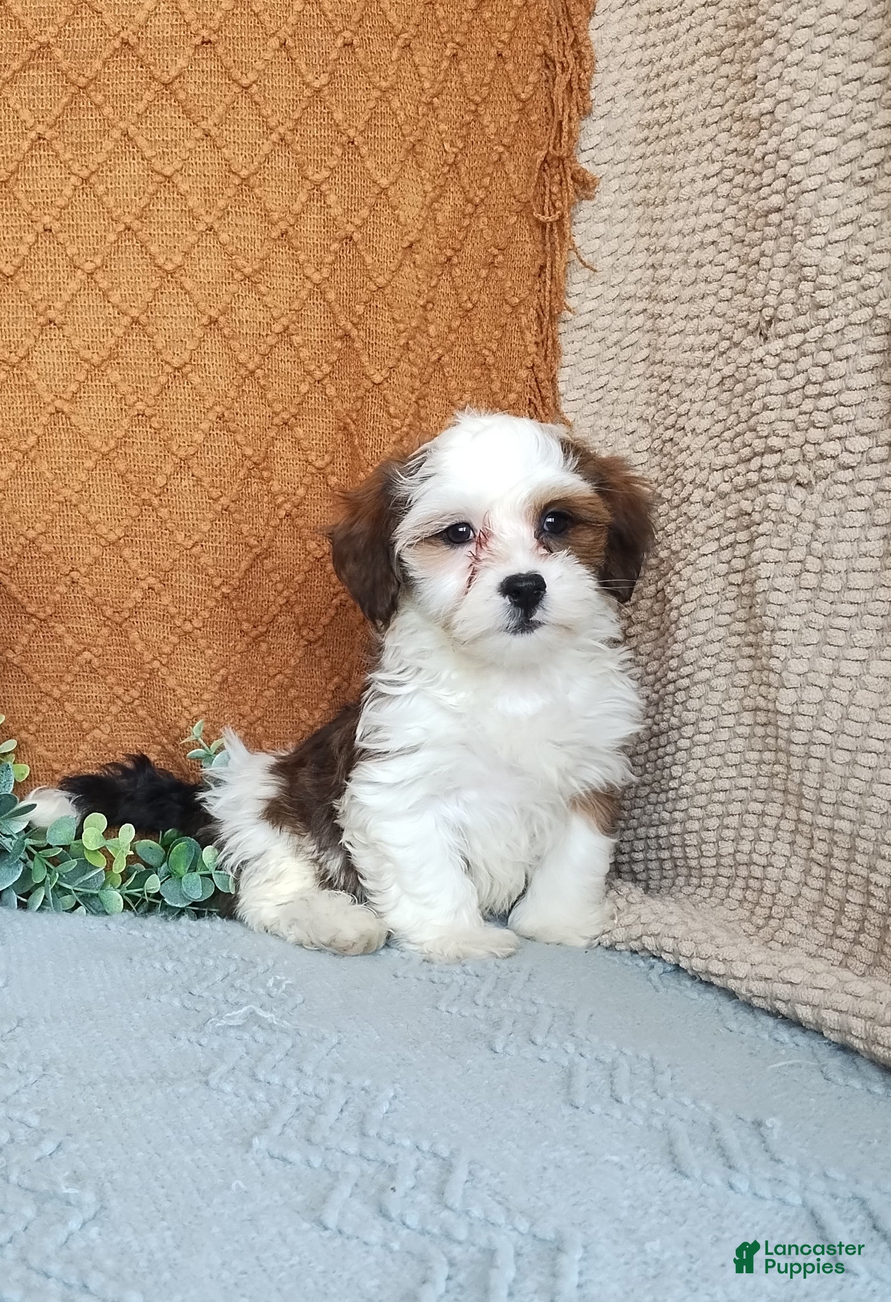 Havanese dogs Parker  - Ad 2