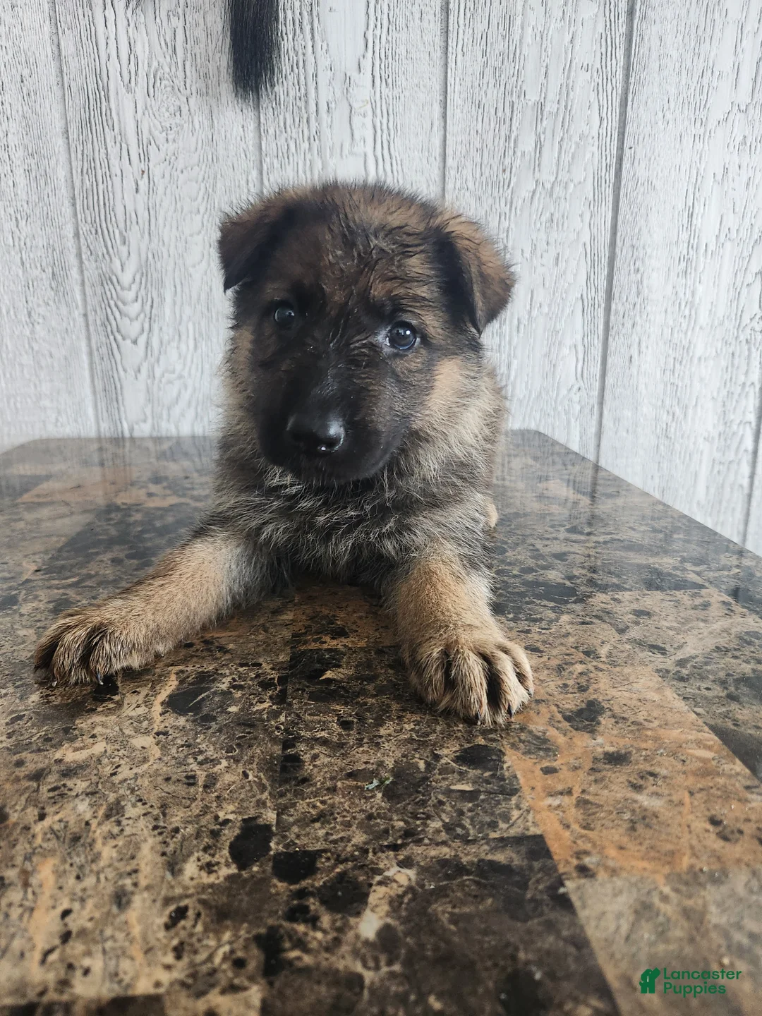 German Shepherd dogs for sale: Willow - Ad 1