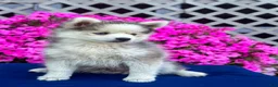 Pomsky dogs for sale: Rascal  - Ad 3
