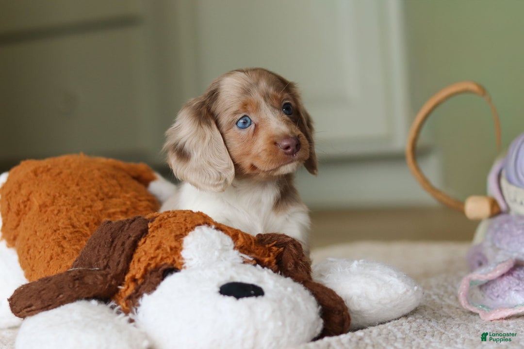 Miniature Dachshund dogs for sale: Skye - Ad 5