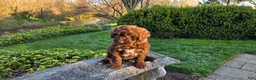 Portuguese Water Dog dogs for sale: Forrest - Ad 10