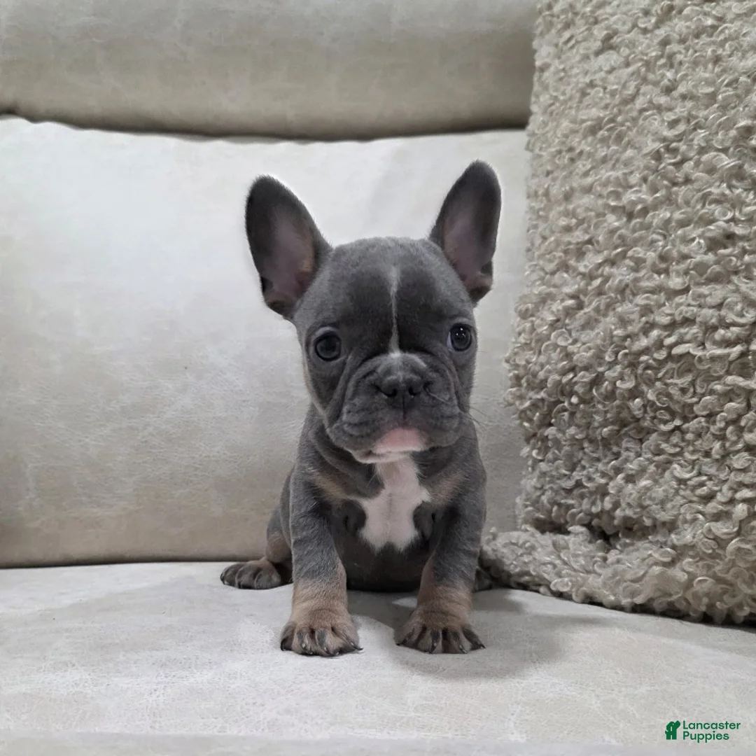French Bulldog dogs for sale: Fiona - Ad 6