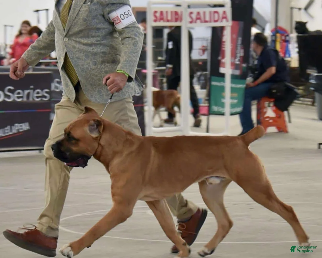 Cane Corso dogs for sale: Davina - Ad 10