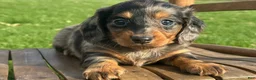 Dachshund dogs for sale: King - Ad 3