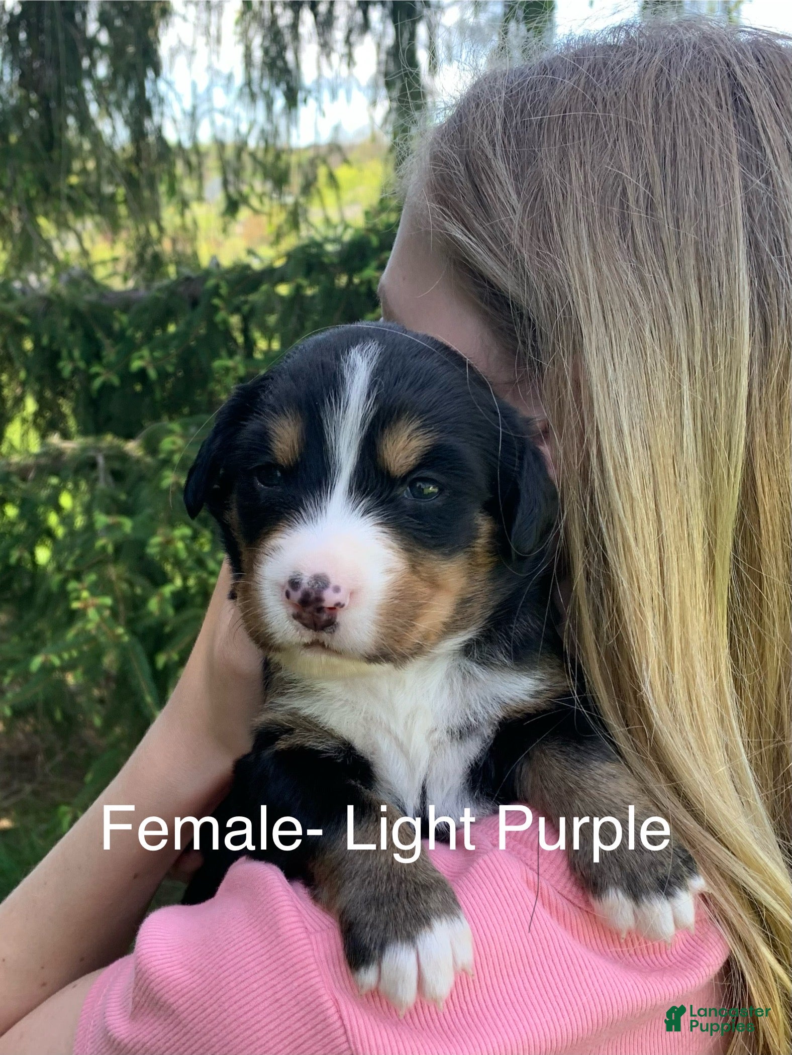 Bernese Mountain Dog dogs Bernese Mountain Dog Puppy 8 - Ad 8