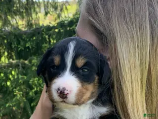 Bernese Mountain Dog dogs Bernese Mountain Dog Puppy 8 - Ad 13
