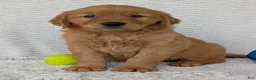 Golden Retriever dogs for sale: Domino  - Ad 10