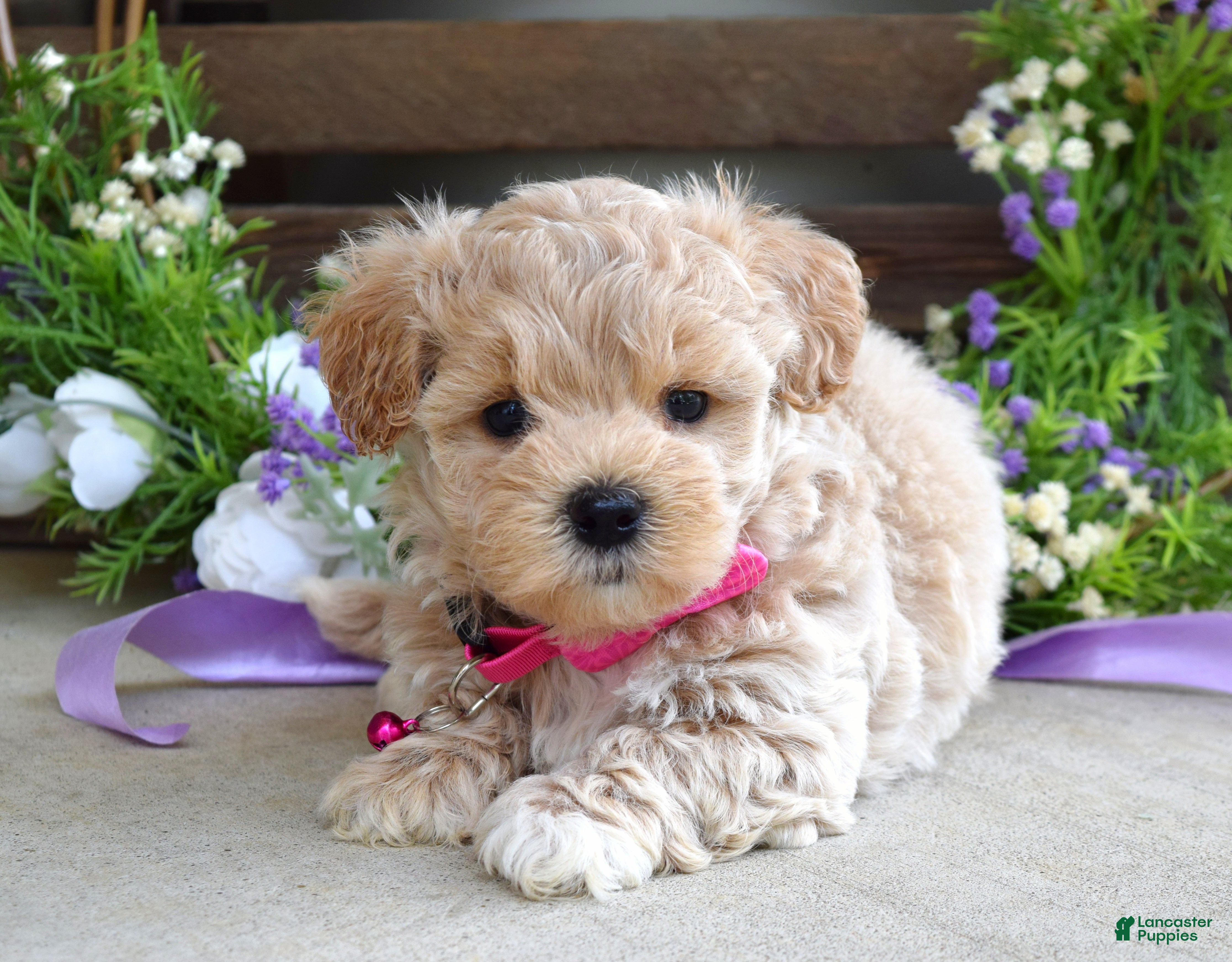 Maltipoo dogs Lola - Ad 1