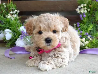 Maltipoo dogs for sale: Lola - Ad 3