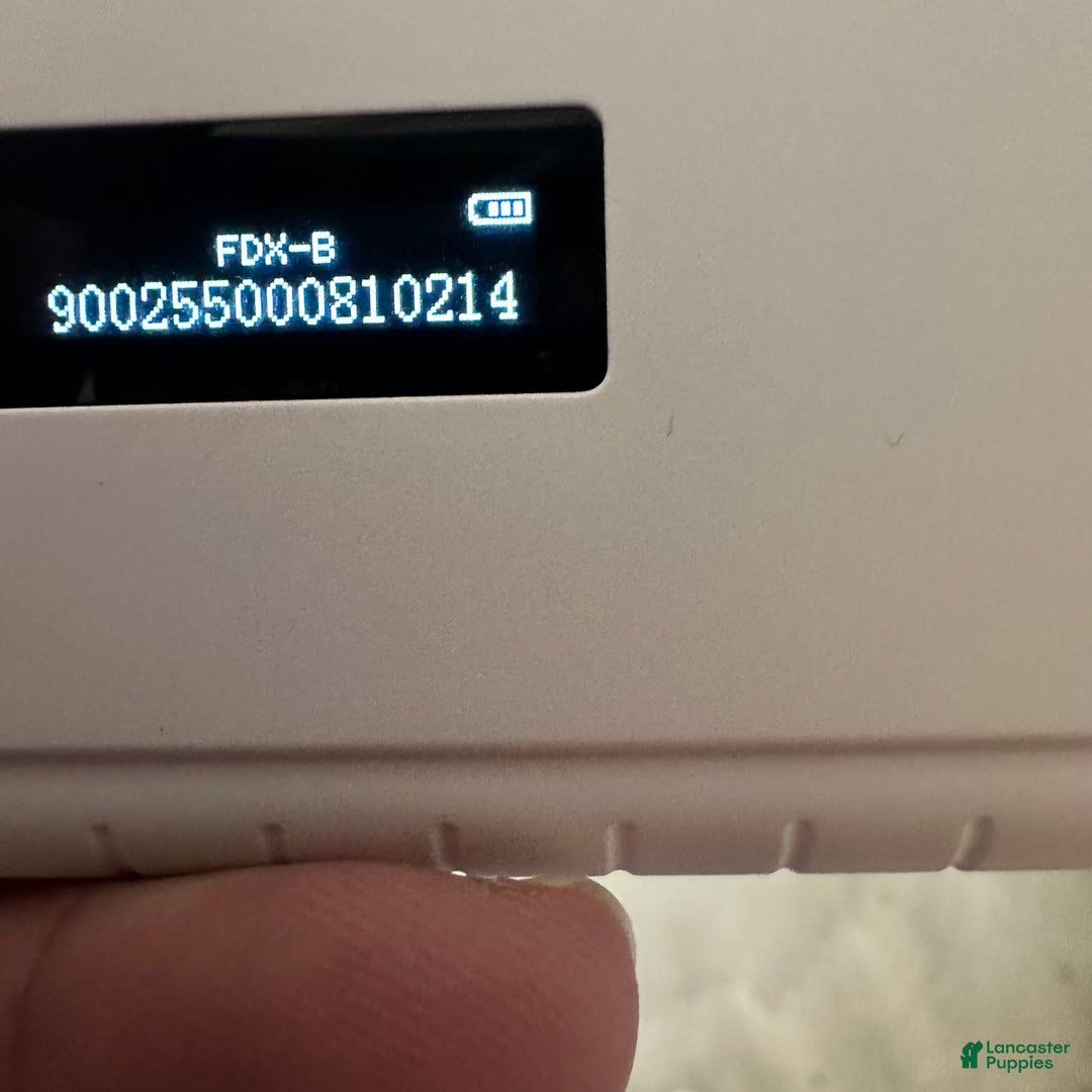 Maltipoo dogs for sale: Girl Maisie - 0211 - Ad 7