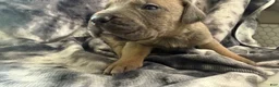 Cane Corso dogs for sale: Cane Corso 1 - Max, female formentino  - Ad 3