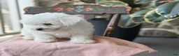 Bichon Frise dogs for sale: Jemima - Ad 12