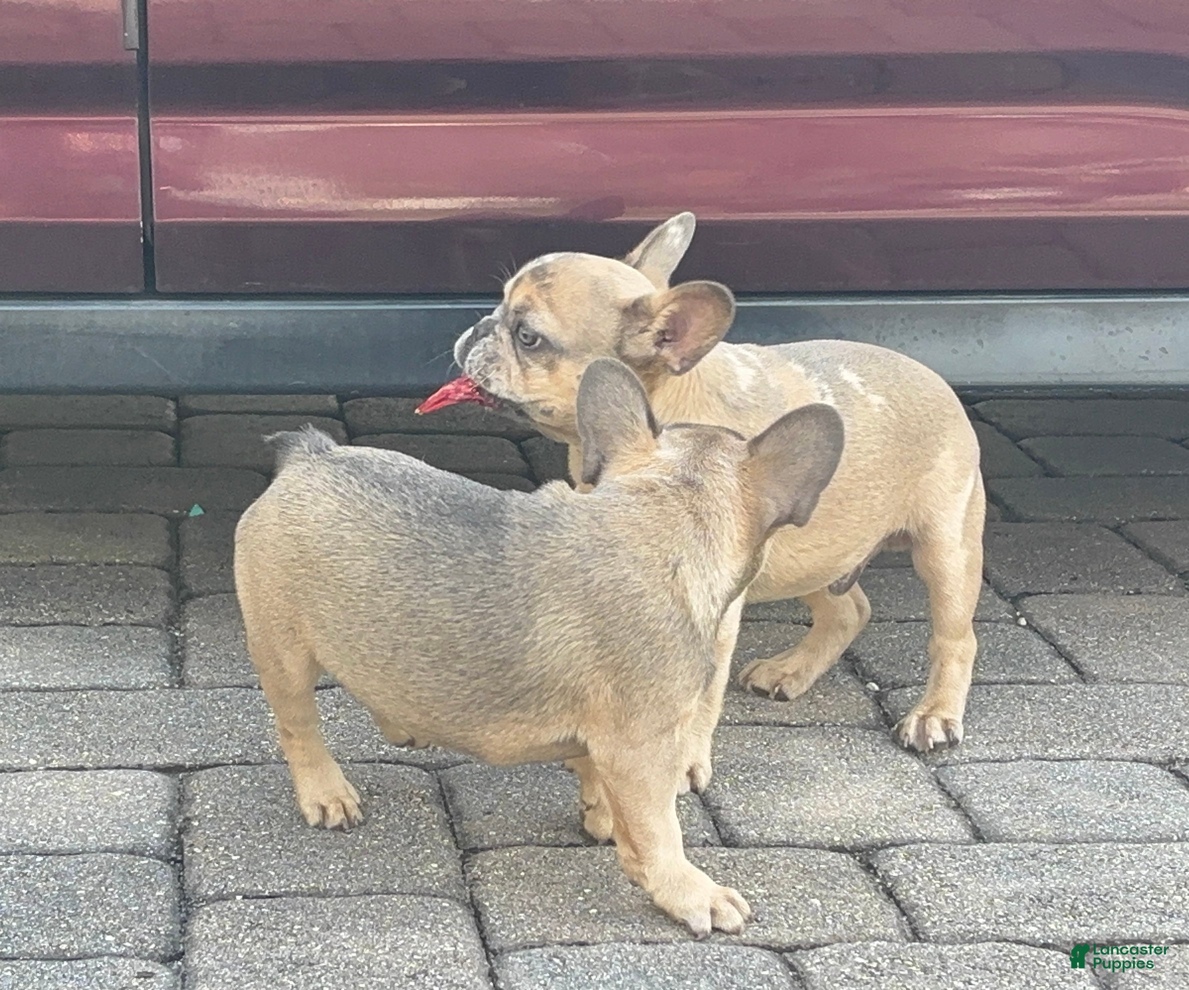 French Bulldog dogs Taco - Ad 2