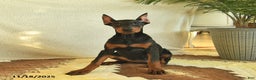 Doberman Pinscher dogs for sale: Fern  - Ad 3