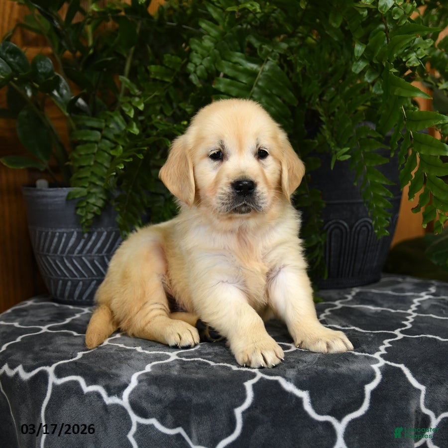 Golden Retriever dogs Herbert - Ad 2