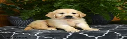 Golden Retriever dogs for sale: Herbert - Ad 2