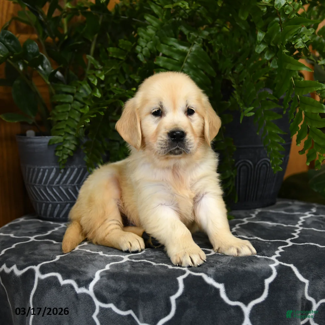 Golden Retriever dogs for sale: Herbert - Ad 2